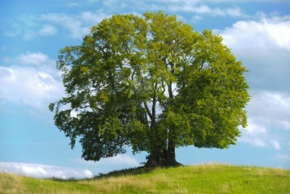 14884116-big-single-beech-tree-in-summer Эко Поляна